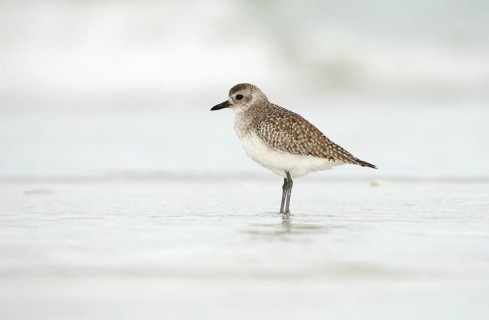 Grey Plover (Pluvialis squatarola), Florida, USA