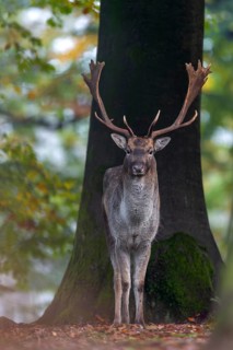 A fallow deer (Dama dama) in the beech forest, rut, mating season, deer rut, autumn, October,