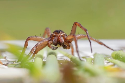 Fen raft spider (Dolomedes plantarius) adult arachnid on vegetation on the water surface of a pond
