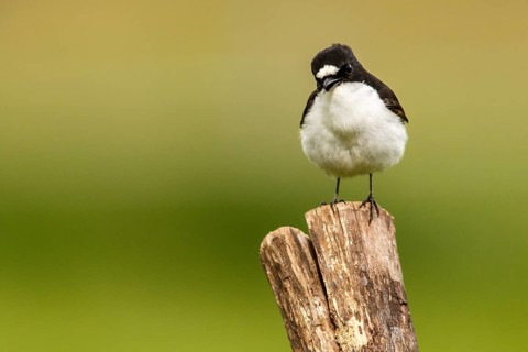 European Pied Flycatcher (Ficedula hypoleuca), male perched on a trunk, Castile and Leon, Spain