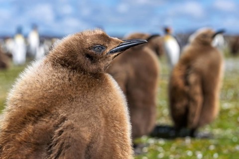 King penguin (Aptenodytes patagonicus), chick with brown down plumage in portrait, other chicks and