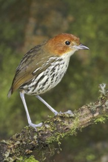 Chestnut-crowned Antpitta (Grallaria ruficapilla), Ecuador