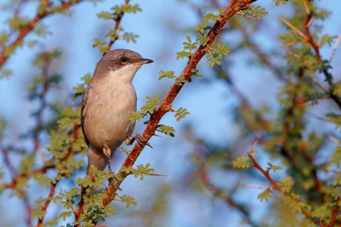 Animals, birds, songbirds, rattling warbler, (Sylvia curruca), perch, biotope, habitat, Ayn Hamran,