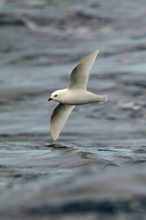 Snow Petrel (Pagodroma nivea) flying, Ross Sea, Antarctica