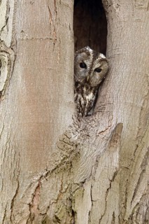 Tawny Owl (Strix aluco) peering out from hole in tree, North Rhine-Westphalia, Germany