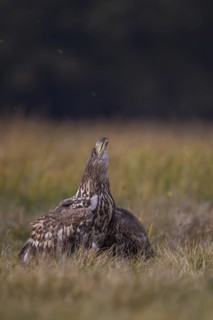 White-tailed Eagle (Haliaeetus albicilla) calling, Poland
