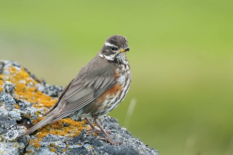 Redwing (Turdus iliacus), Iceland