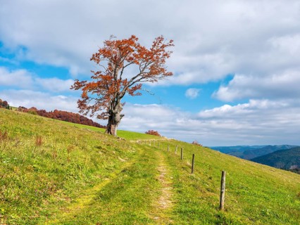 Hiking trail on Schauinsland, dirt road through meadows with old willow beech trees in full autumn
