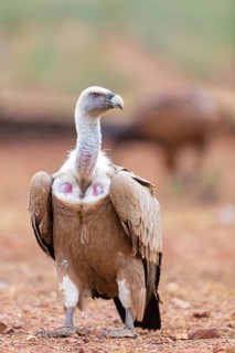Griffon vulture, (Gyps fulvus), animals, birds, vultures, alworld vulture, hawk family, Sierra de