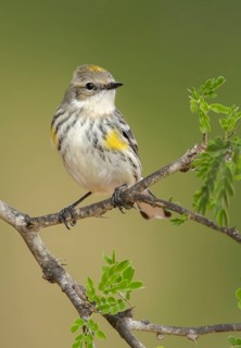 Myrtle Warbler (Setophaga coronata coronata) perched on a branch, Texas, USA