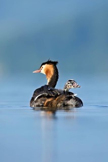 Great Crested Grebe (Podiceps Scalloped ribbonfish), with chicks in plumage swimming in the water,