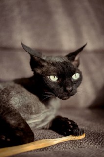 A black devon rex cat with striking green eyes sits beside a wooden toothbrush. The feline relaxed