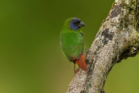 Blue-faced Parrotfinch (Erythrura trichroa macgillivrayi), Queensland, Australia