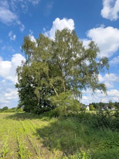 Large branched birch (Betula) growing between two fields Fields next to fields, Germany