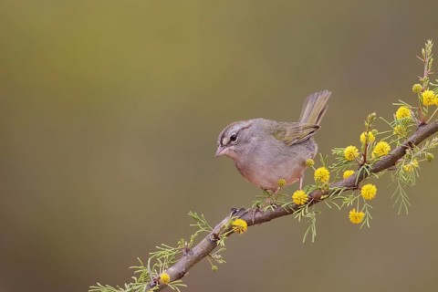 Olive Sparrow (Arremonops rufivirgatus) perched on a flowering branch, Texas, USA