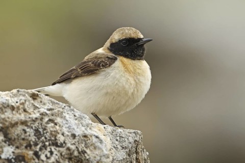 Black-eared Wheatear (Oenanthe hispanica melanoleuca) female, Silifke, Turkey