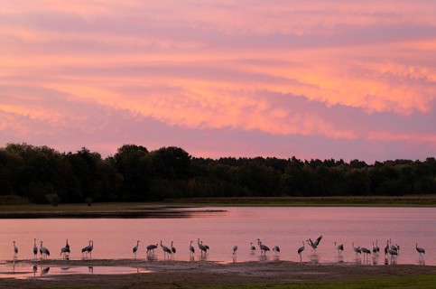 Crane (Grus grus), cranes standing in the shallow water zone of a lake, atmospheric red-coloured
