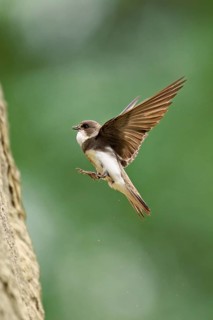 Sand martin (Riparia riparia), approaching the breeding tube, Reussegg nature reserve, Canton