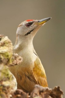 Grey-headed Woodpecker (Picus canus) male, Rhineland-Palatinate, Germany