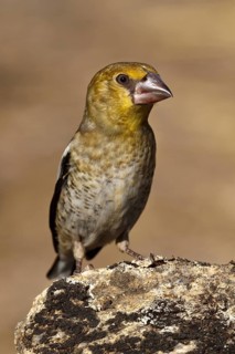Hawfinch (Coccothraustes coccothraustes) juvenile, Extremadura, Spain