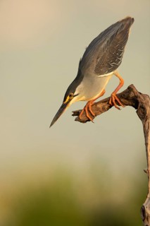 Striated Heron (Butorides striata) hunting, South Africa