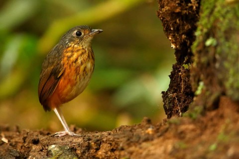 Thicket Antpitta (Hylopezus dives), Costa Rica