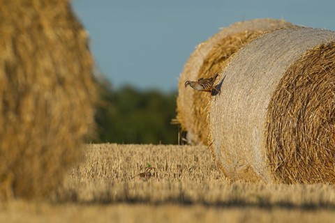 Red legged partridge (Alectoris rufa) adult game bird running down a hay bale with another bird