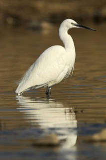 Little Egret (Egretta garzetta), Madrid, Spain