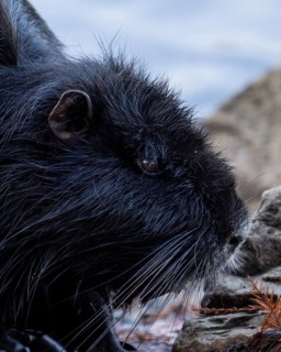 Nutria (Myocastor coypus) still young, black coloured, close-up of head, ears, eye, background