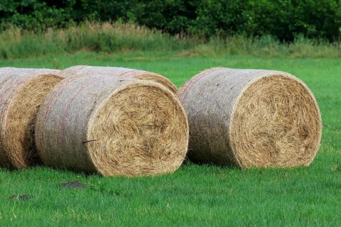 Pressed hay bales, animal feed on a mowed meadow, Schleswig-Holstein, Germany