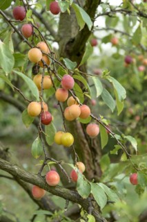 Chinese plum (Prunus salicina), LVG Erfurt, Erfurt, Thuringia, Germany