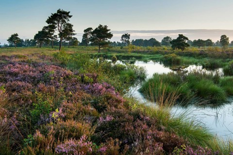 Venner Moor at heather blossom in late summer, Neuenkirchen-Vörden, Lower Saxony, Germany