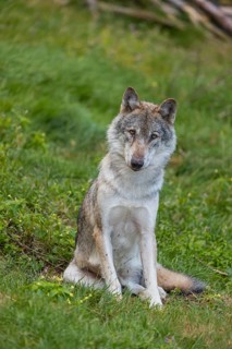One adult eurasian gray wolf (Canis lupus lupus) sitting on a green meadow in a forest opening
