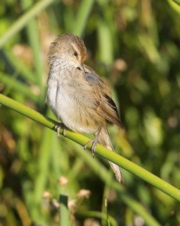 Little Grassbird (Megalurus gramineus), Victoria, Australia