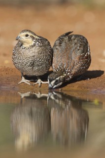 Northern Bobwhite (Colinus virginianus) pair, Texas, USA