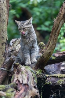 One young european wildcat, Felis silvestris silvestris, sitting on a branch of a dead tree. Green
