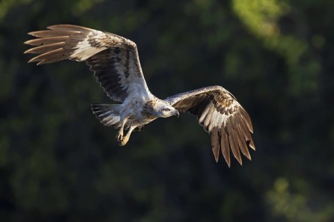 White-bellied Sea Eagle (Haliaeetus leucogaster) flying