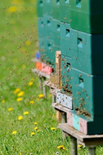 Honey bees (Apis mellifera) at the beehives, North Rhine-Westphalia, Germany
