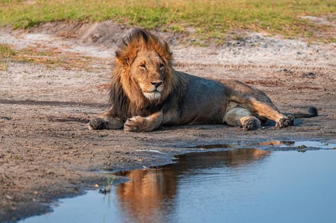 Maned lion, lion (Panthera leo), Ihaha, Chobe National Park, Botswana