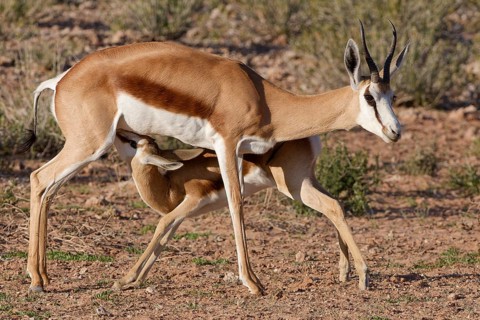 Springboks (Antidorcas marsupialis), mother nursing baby, golden morning light, Kgalagadi