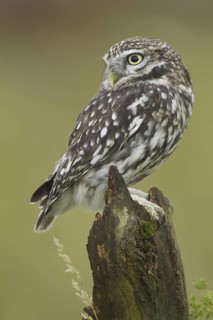 Little Owl (Athene noctua), United Kingdom
