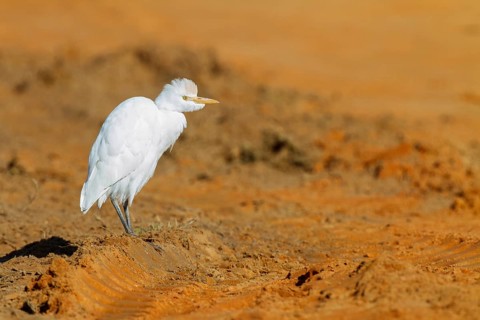 Western Cattle Egret (Bubulcus ibis), Andalusia, Spain
