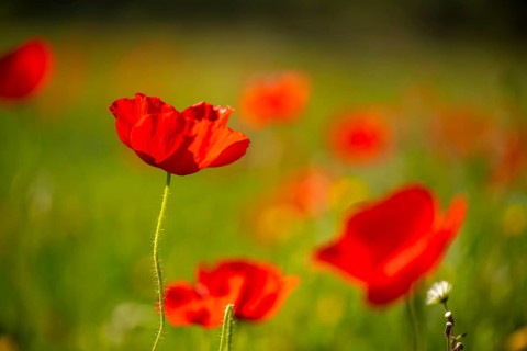 A close up of red poppies blooming in a sunlit field, with lush, blurred greenery in the background