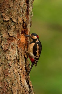 Great Spotted Woodpecker (Dendrocopos major) male, Utrecht, Netherlands