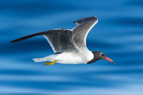 White-eyed Gull (Ichthyaetus leucophthalmus) flying, Eilat, Israel