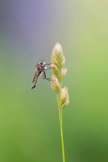 Mountain robber fly, (Didysmachus picipes), male, animals, insects, flies, Muselievo, Pleven,