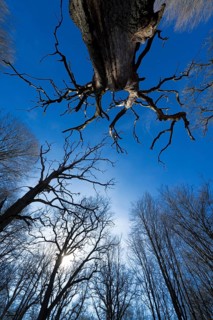 Primeval forest Urwald Sababurg, Hofgeismar, Weser Uplands, Weserbergland, Hesse, Germany
