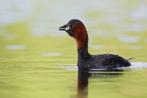 Little Grebe (Tachybaptus ruficollis), Bavaria, Germany