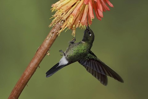 Tourmaline Sunangel (Heliangelus exortis), Ecuador
