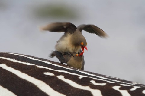 Red-billed Oxpecker (Buphagus erythrorynchus), Lake Nakuru, Kenya